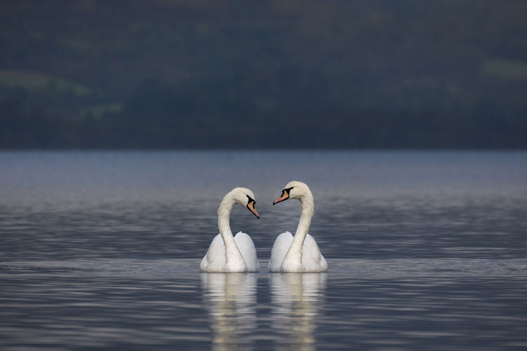 Swan swimming in lake