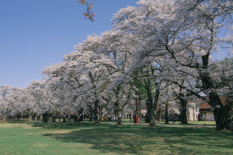 Cherry blossom trees in park