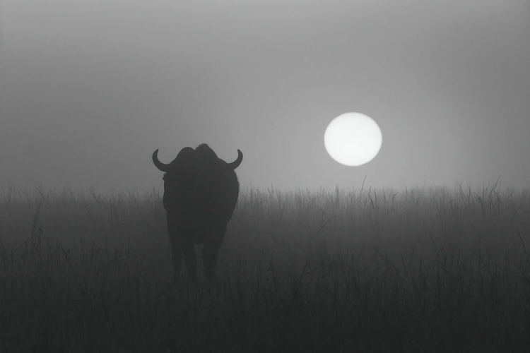Mono buffalo in grass during misty sunrise