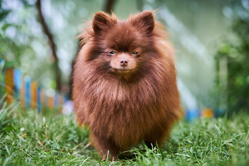 Pomeranian spitz dog in garden. cute brown pomeranian puppy on walk. spitz pom dog