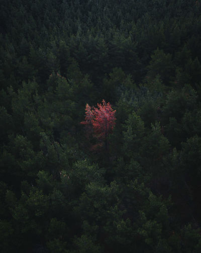 Aerial view of trees in forest 