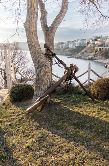 tree