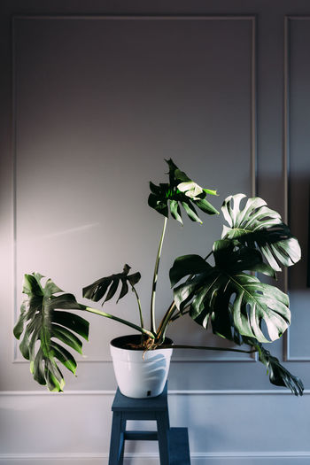 Monstera green leaves or monstera deliciosa, indoor house plant in pot.