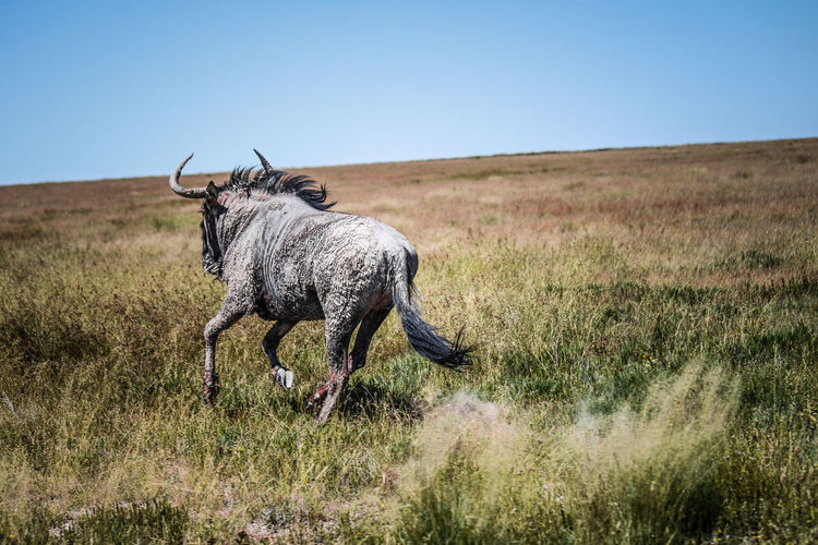 Wildebeest running in grassy field against clear sky at forest
