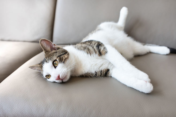 Tired, lazy or depressed domestic cat laying on leather couch