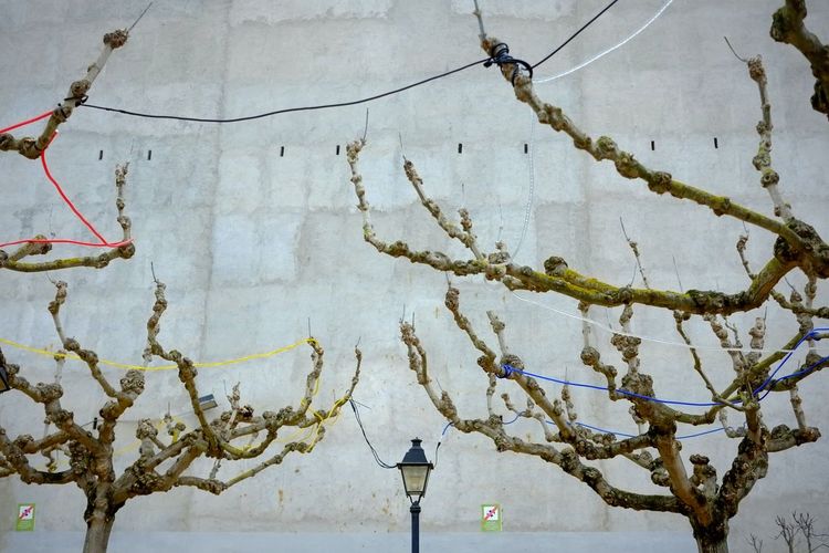 Low angle view of electricity cables on twigs and street light against concrete wall