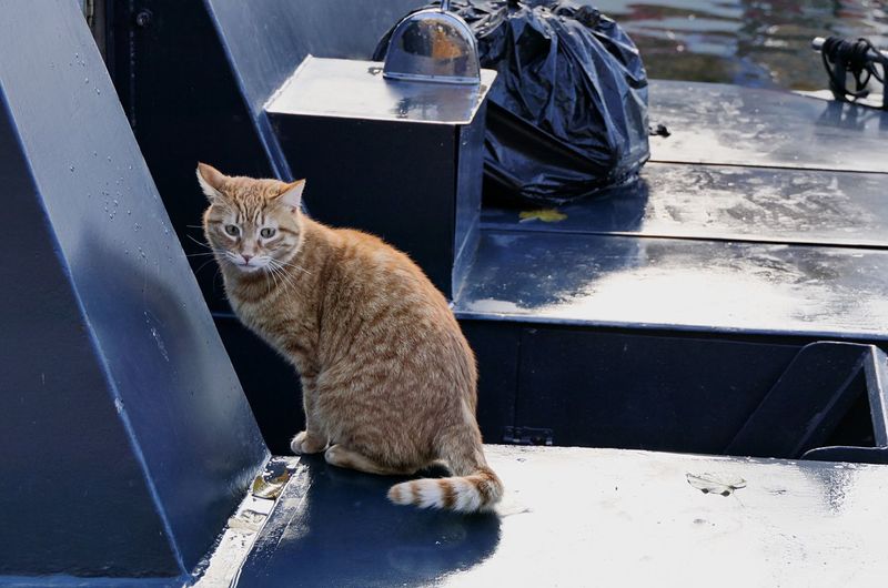 Portrait of cat sitting on a barge