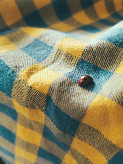 High angle view of lady bug on bed