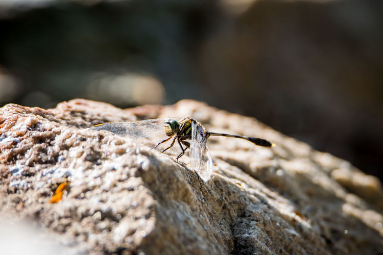 Close-up of dragonfly on rock