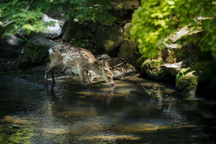 View of giraffe drinking water from rock