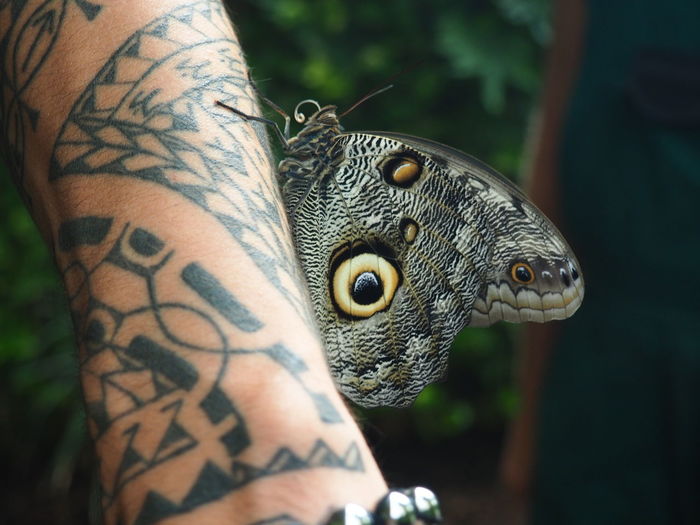 Close-up of butterfly on tattooed hand