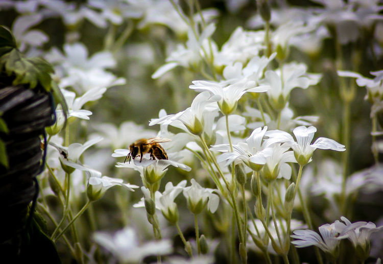 Honey bee pollinating on white flower