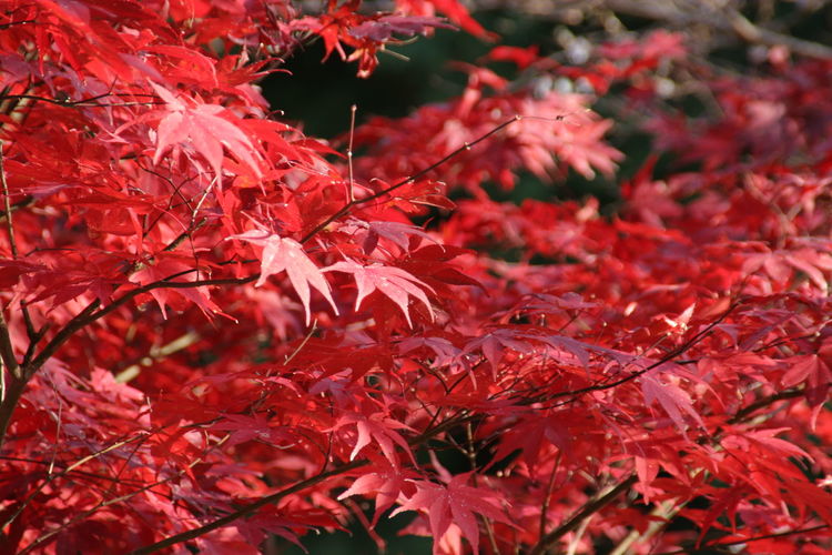 Close-up of red maple leaves