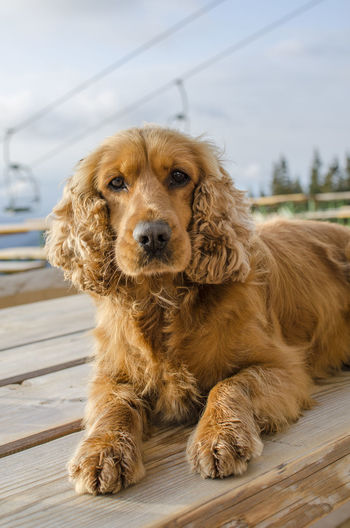 Close-up portrait of cocker spaniel relaxing on table