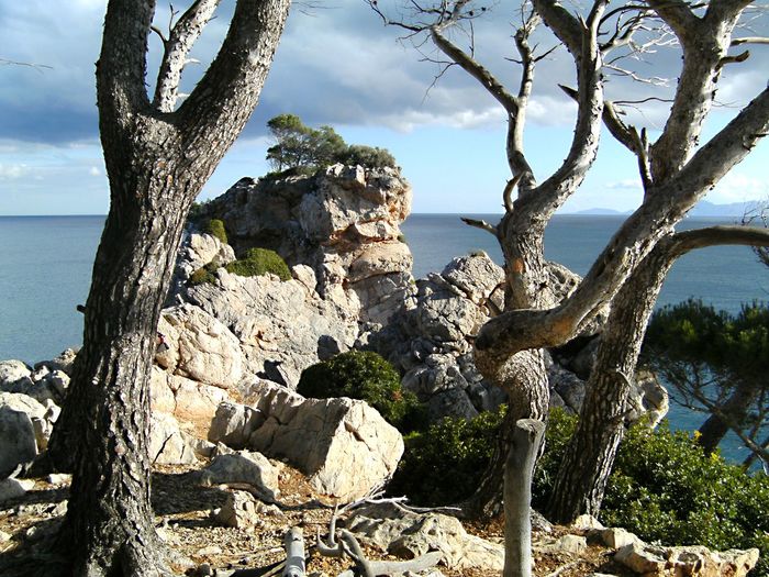 Close-up of tree trunk by sea against sky