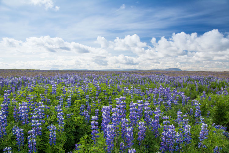 Purple flowering plants on field against sky