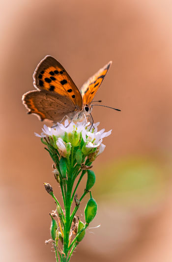 Close-up of butterfly pollinating on flower