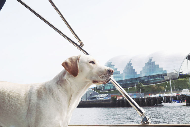 Dog looking away on boat against sky