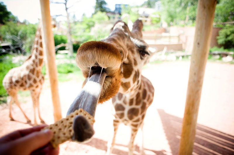 Cropped hand of woman feeding giraffe