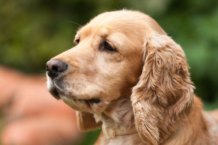 Close-up of dog