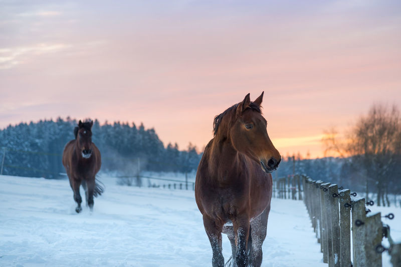 Horses standing on snow covered field during sunset