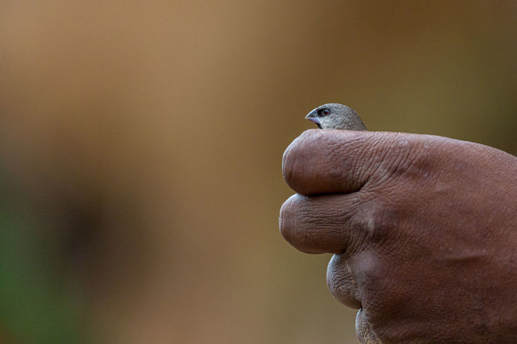 Close-up of hand holding bird against blurred background