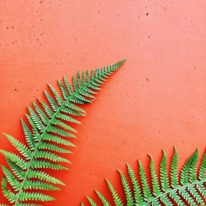Close-up of ferns