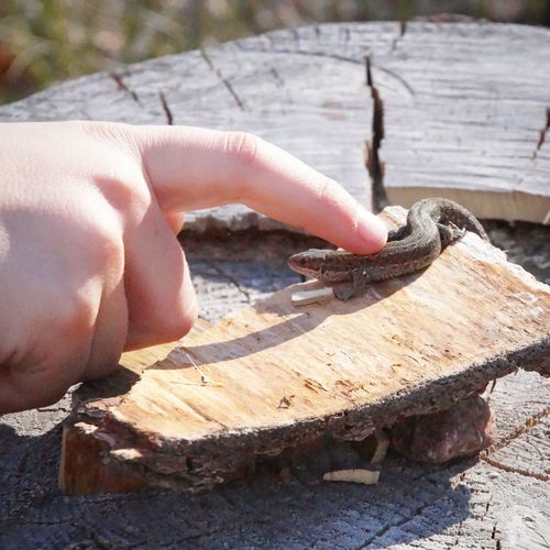 Close-up of hand holding wood