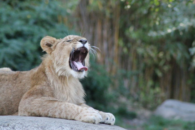Close-up of a young lion yawning