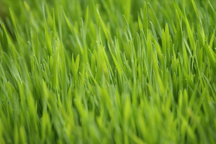 Full frame shot of wheat seedlings green grass