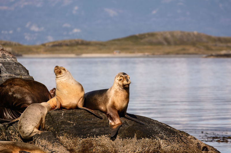 Sea lions relaxing by water