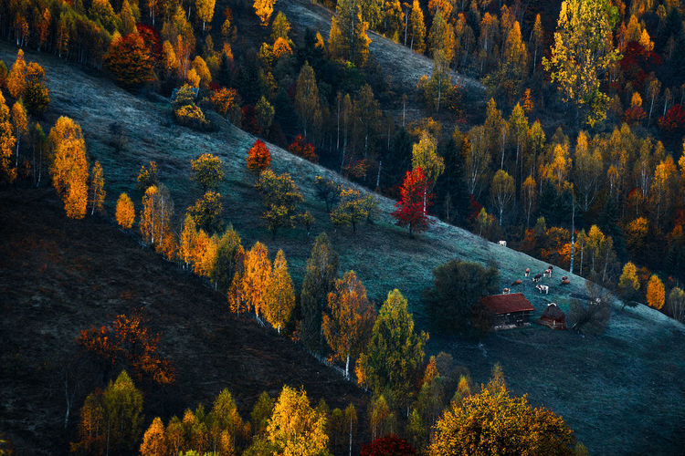 High angle view of trees in forest