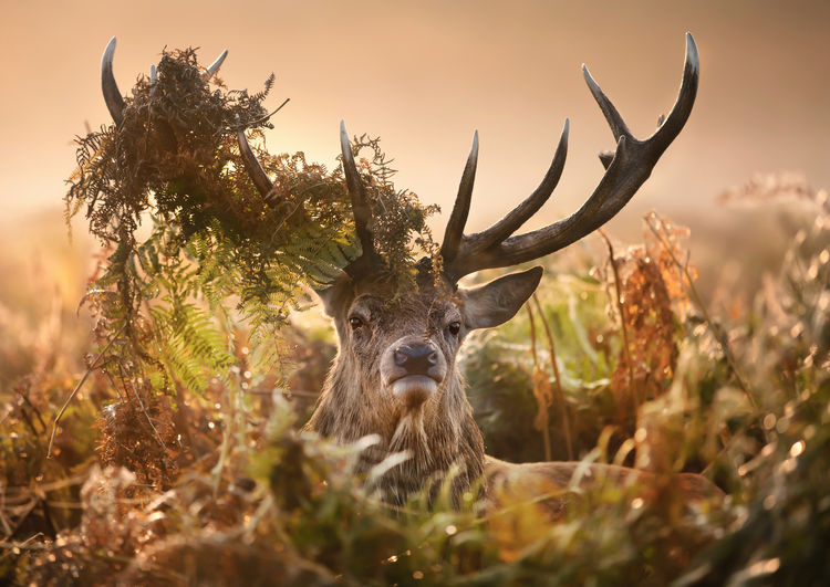 Portrait of red deer with plants on antler