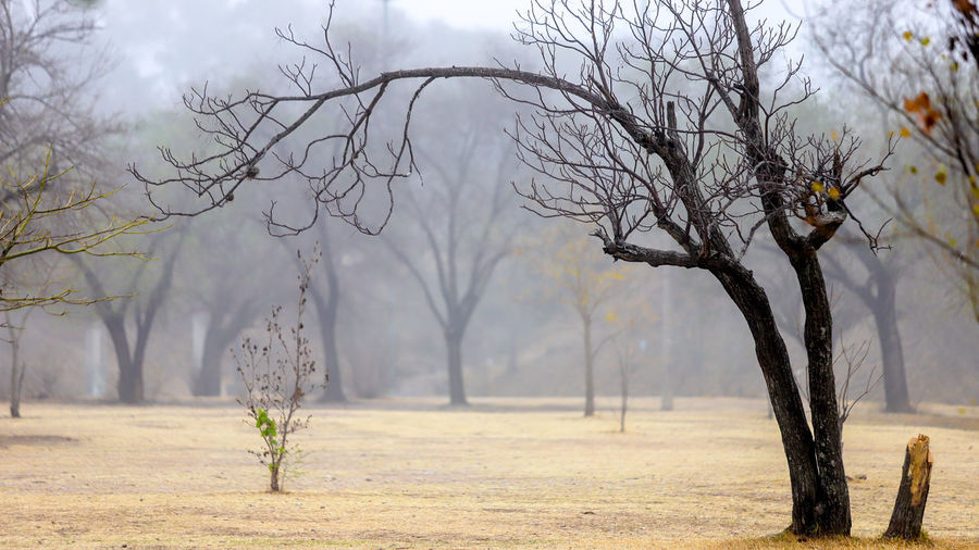 Bare tree on field