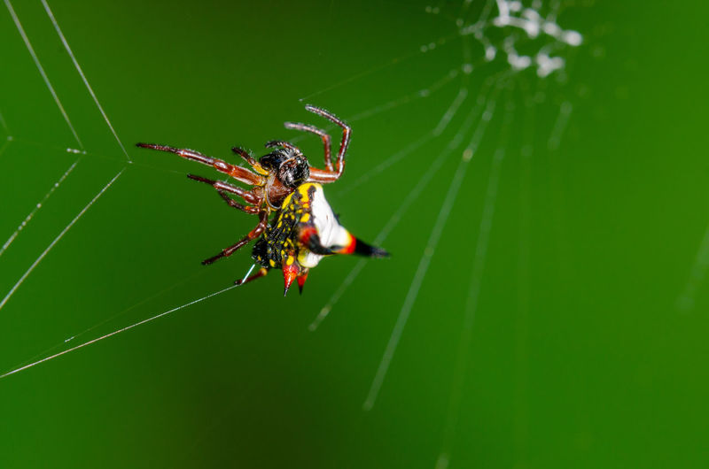 Spiny orb-weaver, gasteracantha sp. in west papua