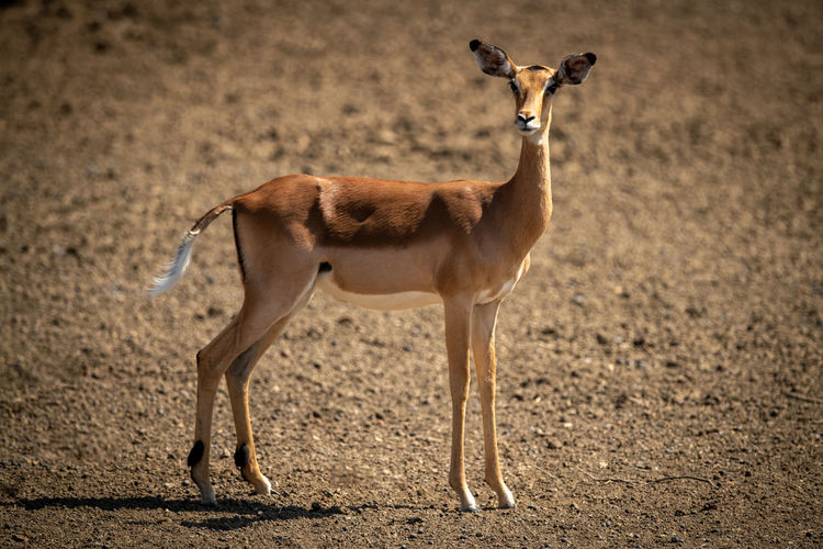 Female common impala stands on bare ground