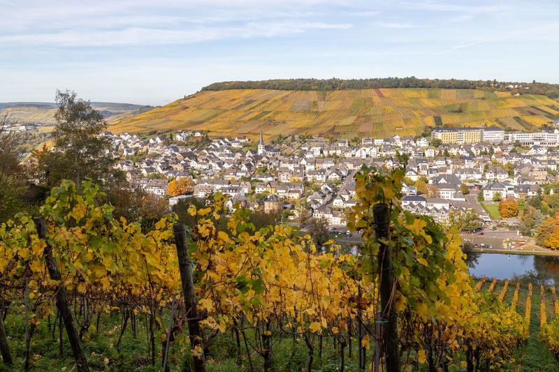 Scenic view at bernkastel-kues and the river moselle valley in autumn with multi colored landscape