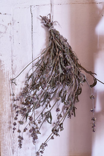 Close-up of dry plant hanging against wall