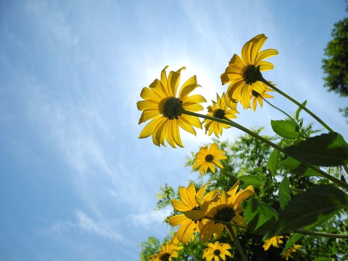 Low angle view of yellow flowers against blue sky