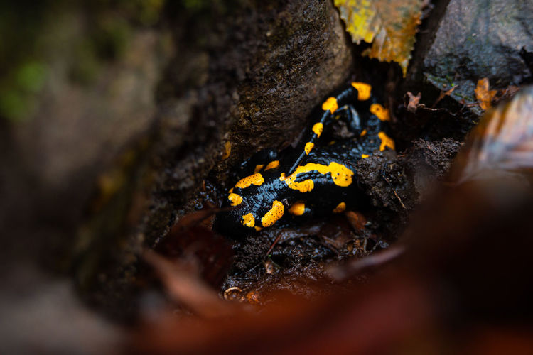 Salamander in nature