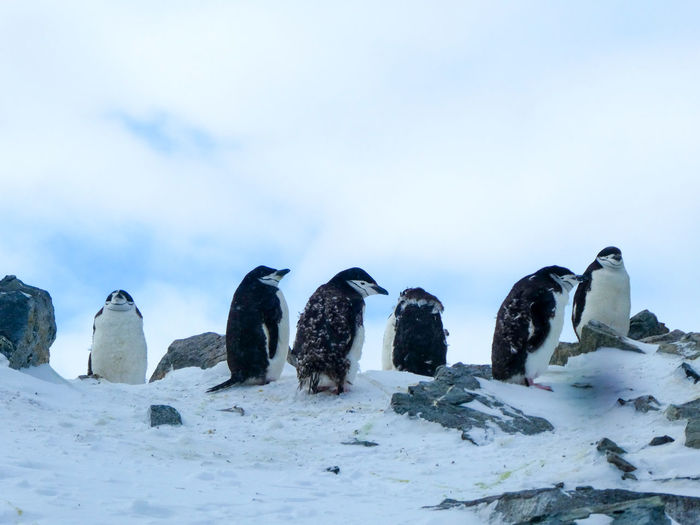 View of chinstrap penguins on snow covered land