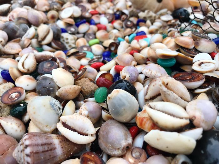 Full frame shot of animal shells