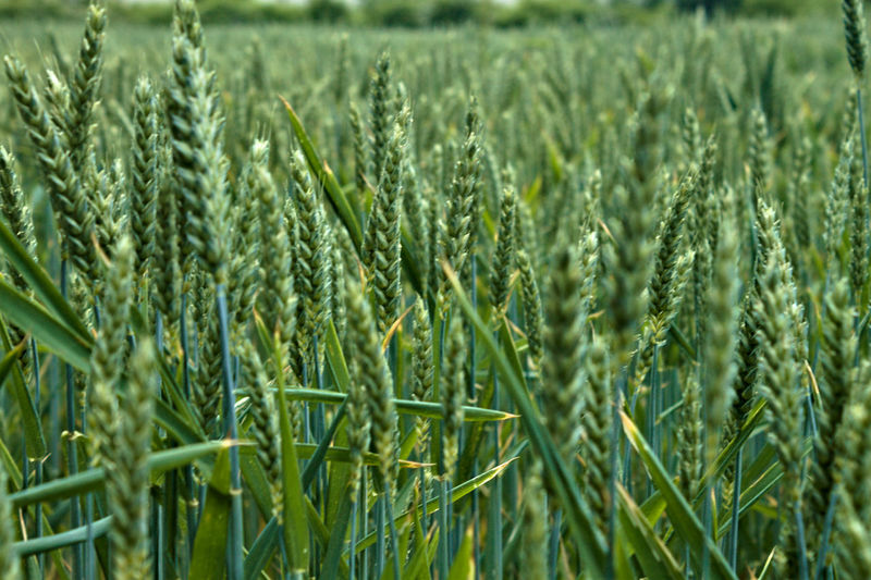 Close-up of wheat growing on field