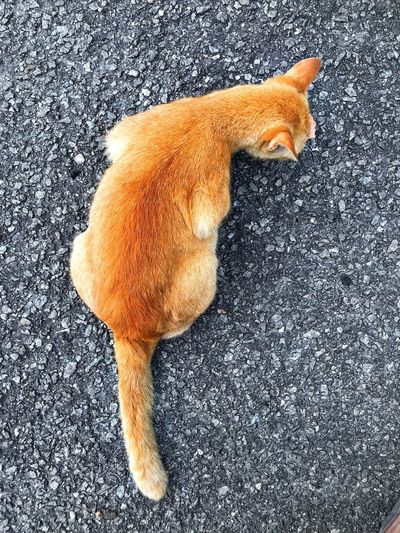 High angle view of ginger cat on road
