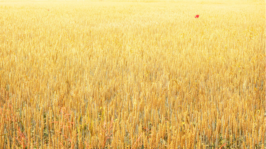 Close-up of wheat field