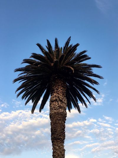 Low angle view of date palm tree against sky