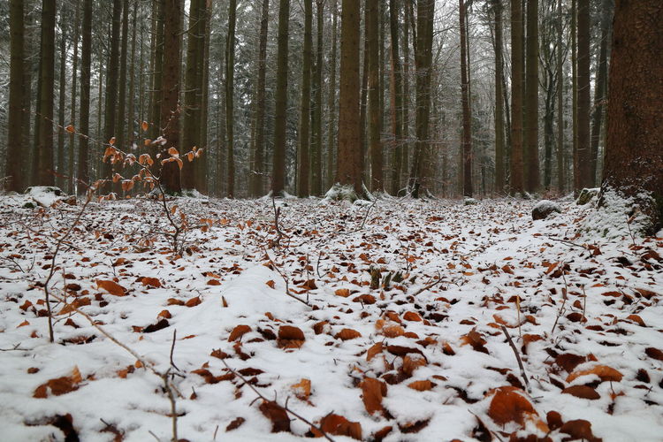 Snow covered leaves on field in forest