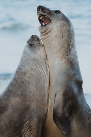 Close-up of seals at beach
