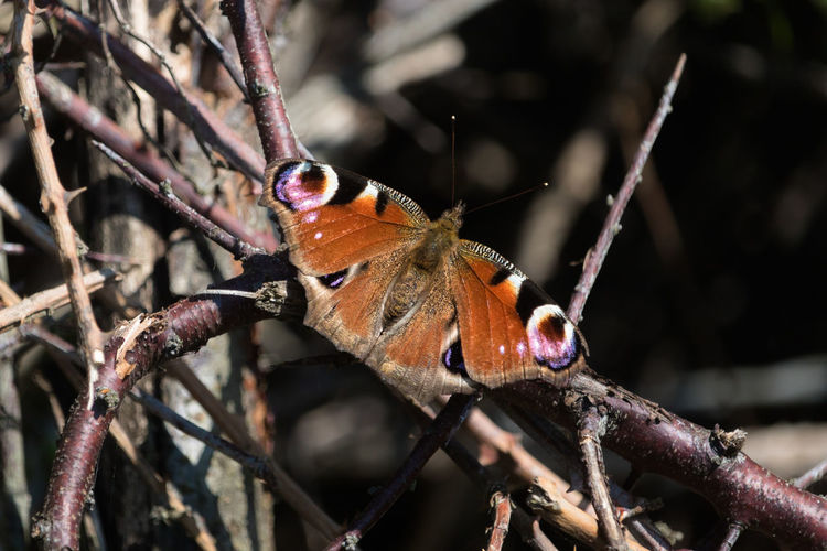 Close-up of butterfly perching on twig