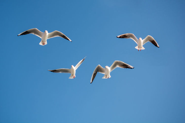Seagulls are flying in a sky